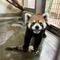 レッサーパンダ　まめたろうと筍の画像