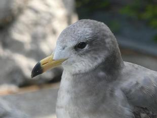 ウミネコ、１年が経ちました☆