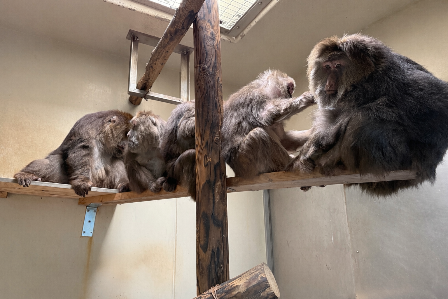 ようこそ、ズーラシアへ！の写真
