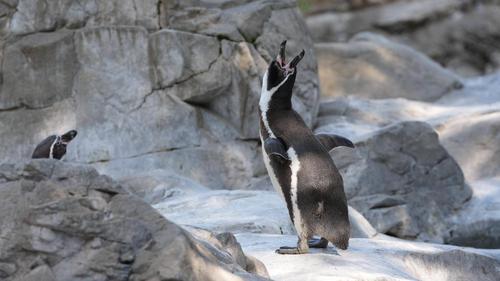 フンボルトペンギン.jpg