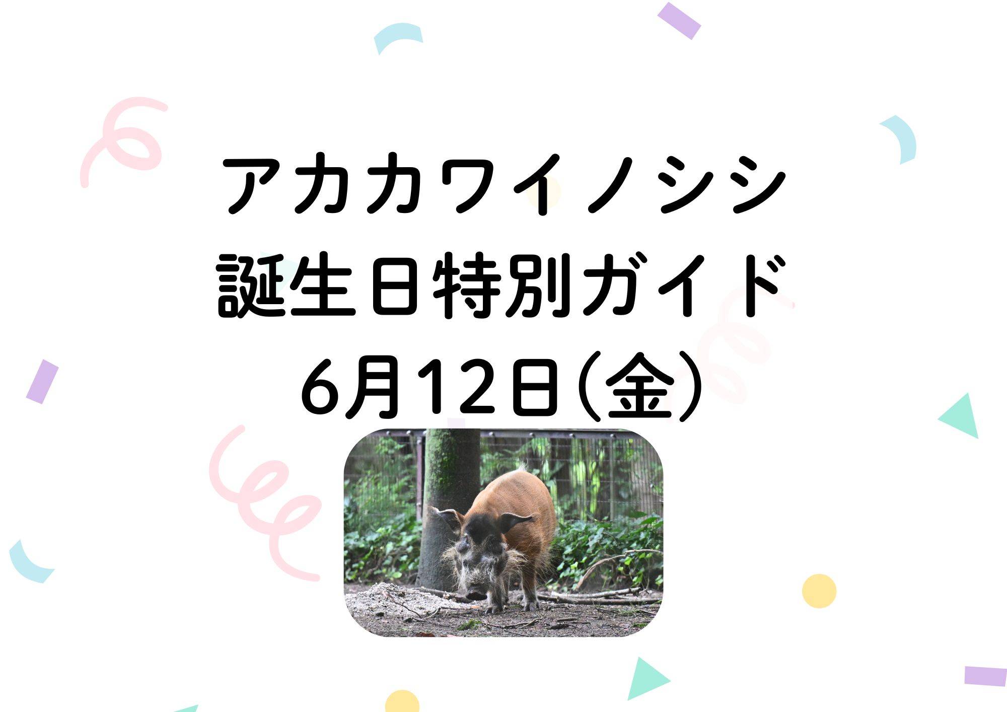 アカカワイノシシ誕生日特別ガイドの写真