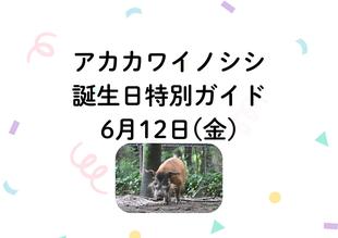 アカカワイノシシ誕生日特別ガイド