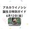 アカカワイノシシ誕生日特別ガイドの画像