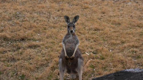 アカカンガルー.jpg
