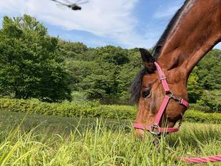 馬の「かかと」？？