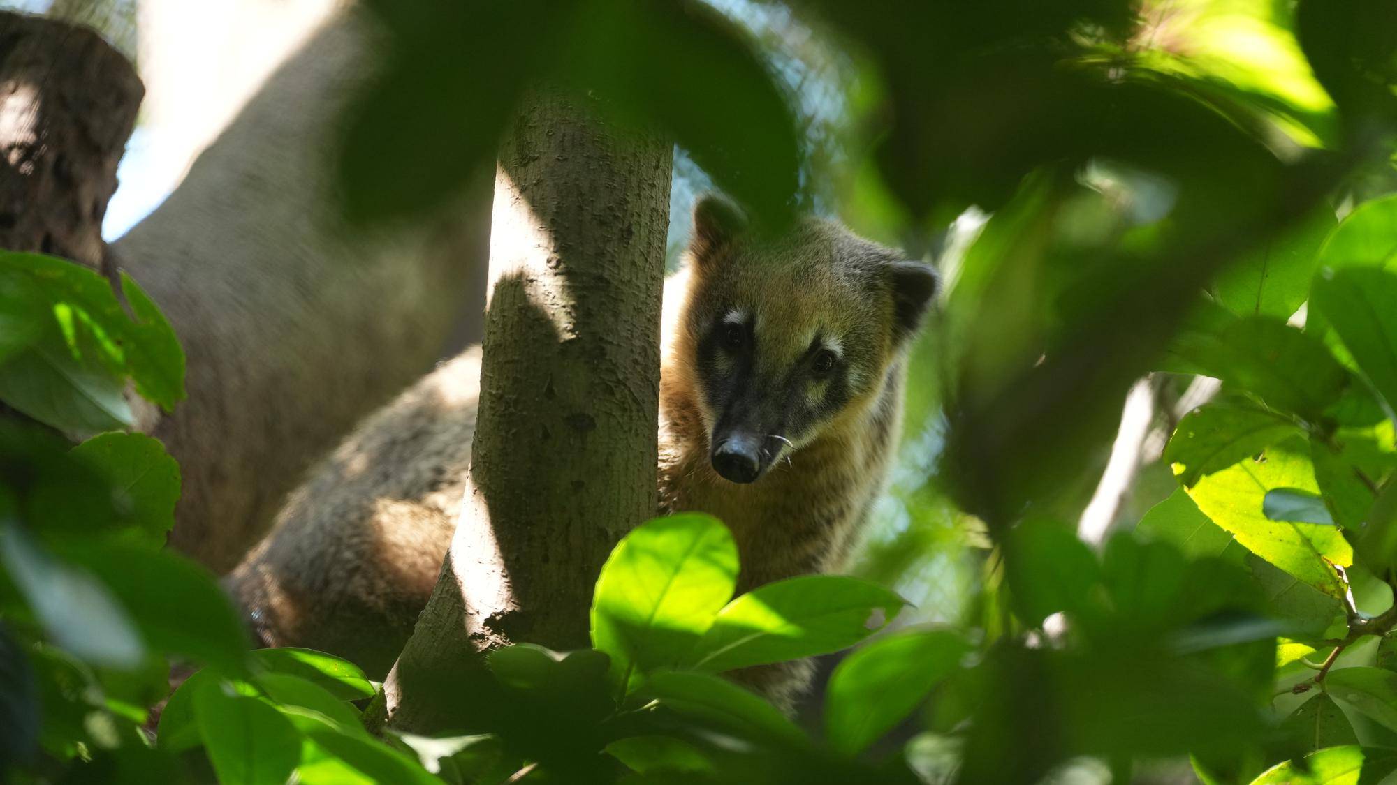 アカハナグマの近況の写真