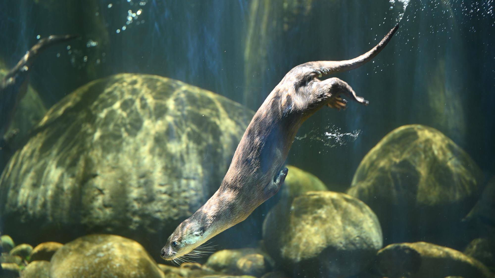 今年も開催しました！World Otter Dayイベントの写真