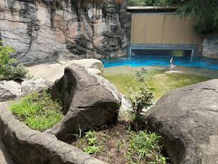 フンボルトペンギンの展示場で植栽体験しませんか？