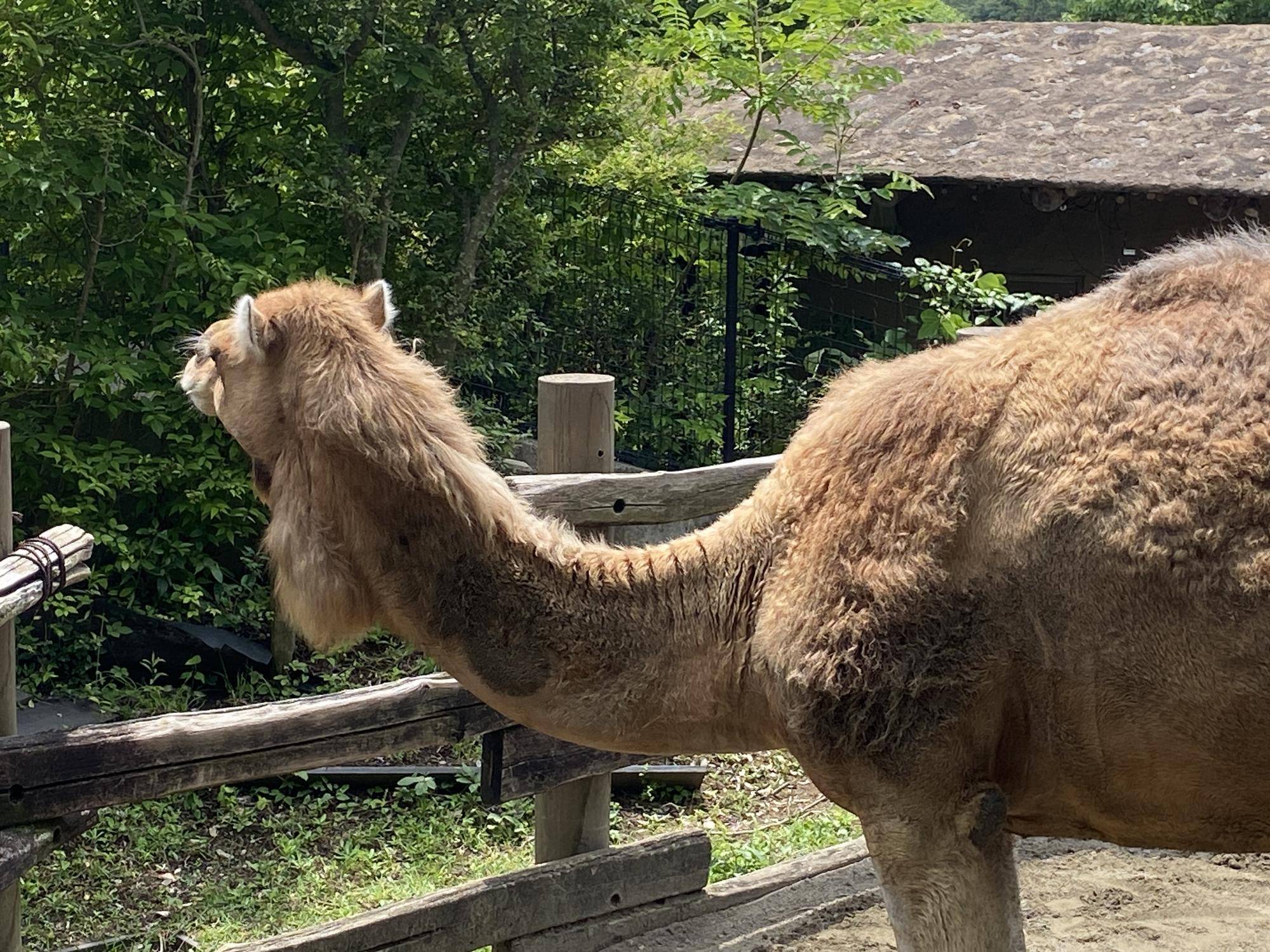ラクダ担当の休園日②の写真
