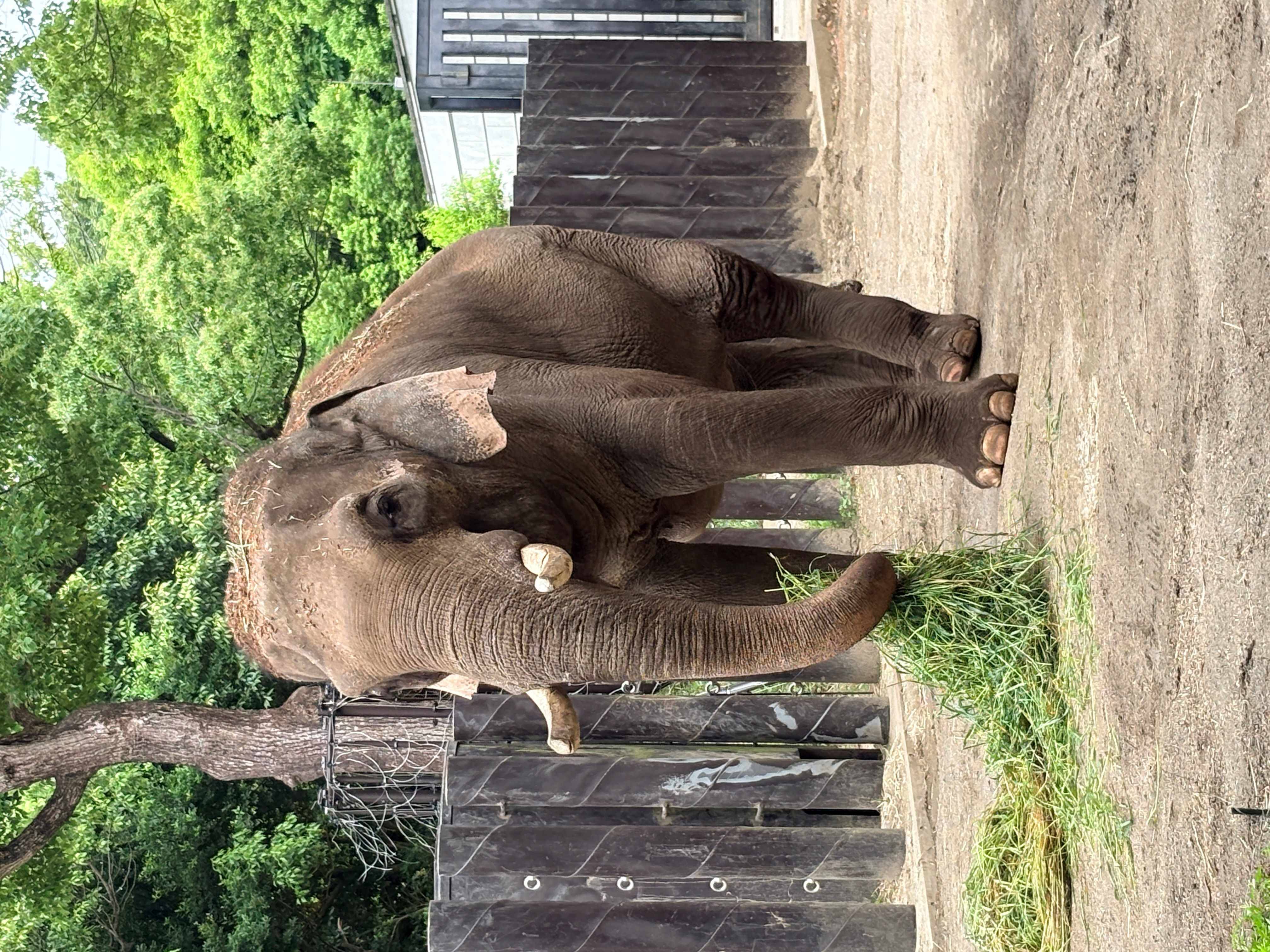 ラスクマルの体調についての写真