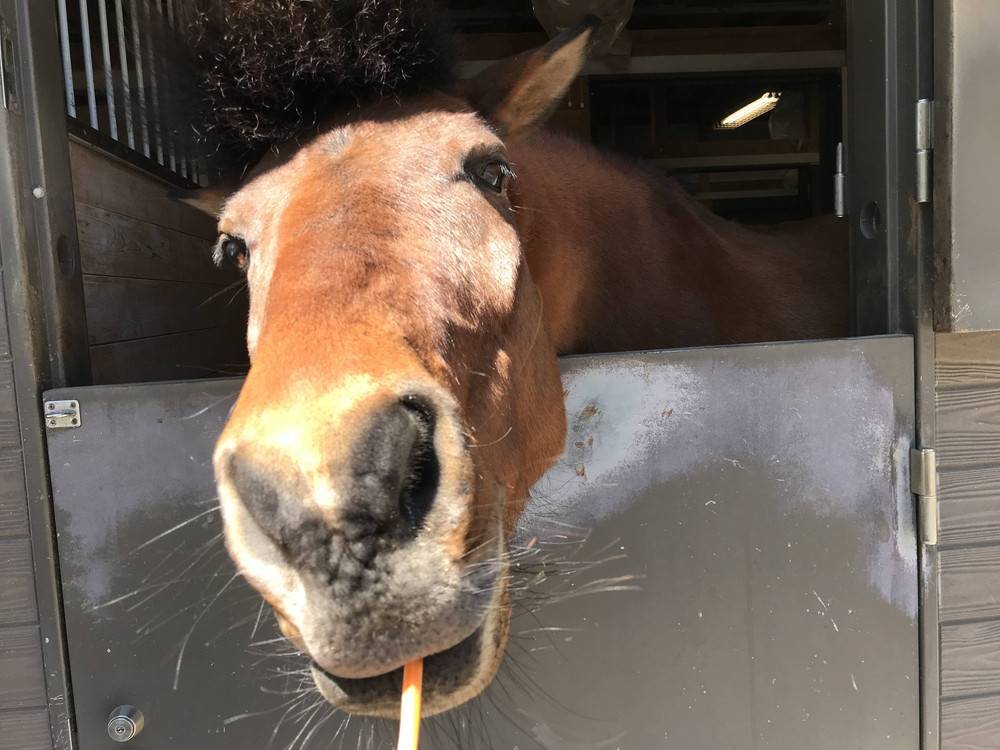 【R8年度夏季】馬の飼育員になってみようの写真