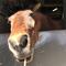 【R8年度夏季】馬の飼育員になってみようの画像