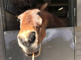 【R8年度夏季】馬の飼育員になってみようの画像