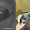 レッサーパンダ　成長記２１の画像