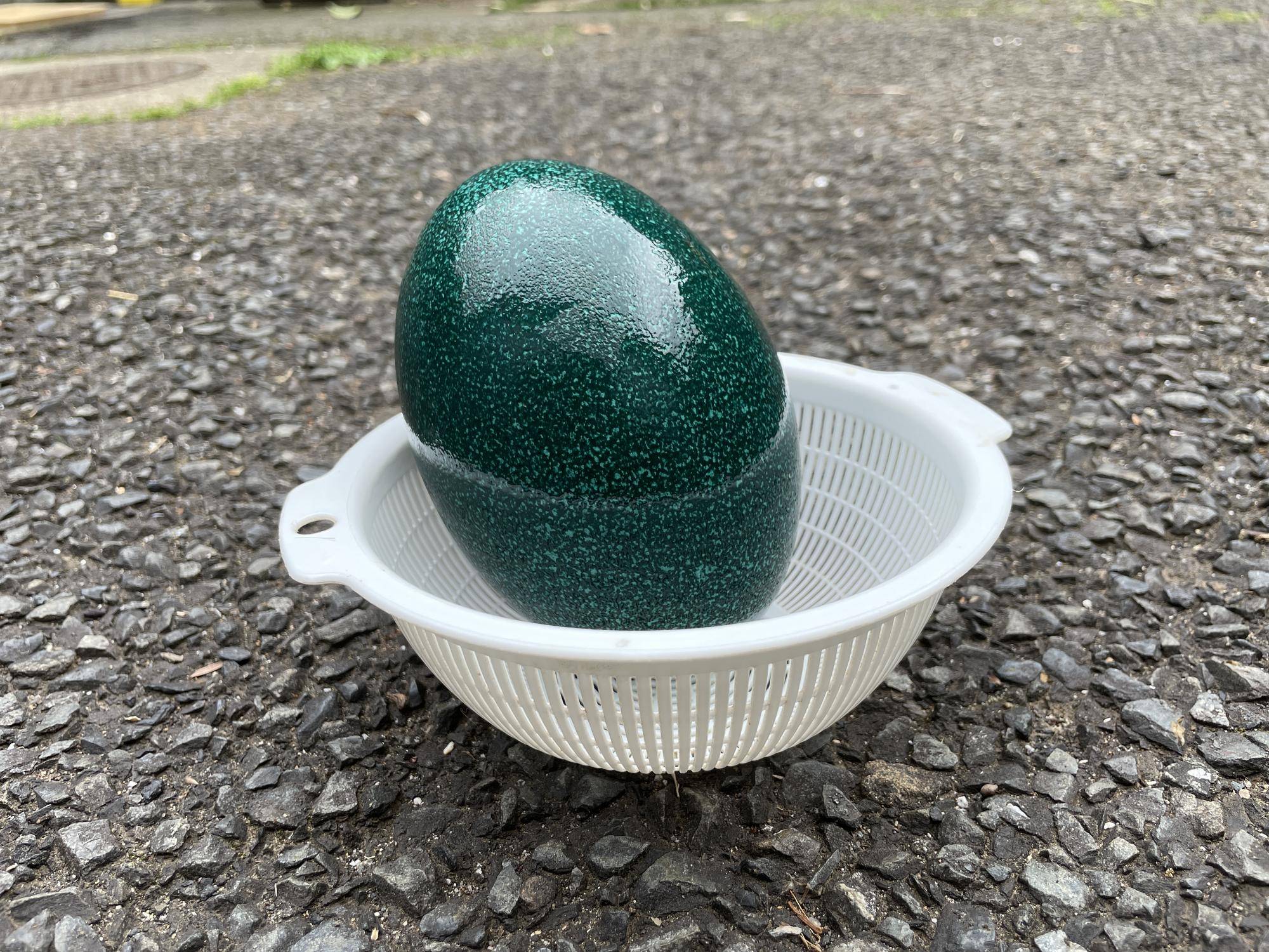 エミューの卵殻標本を作ろう！の写真