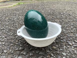 エミューの卵殻標本を作ろう！