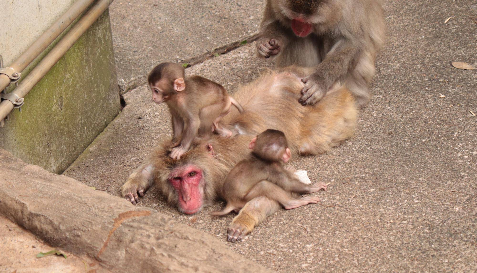 見つけてくだサル？ニホンザル🐵（6月）の写真