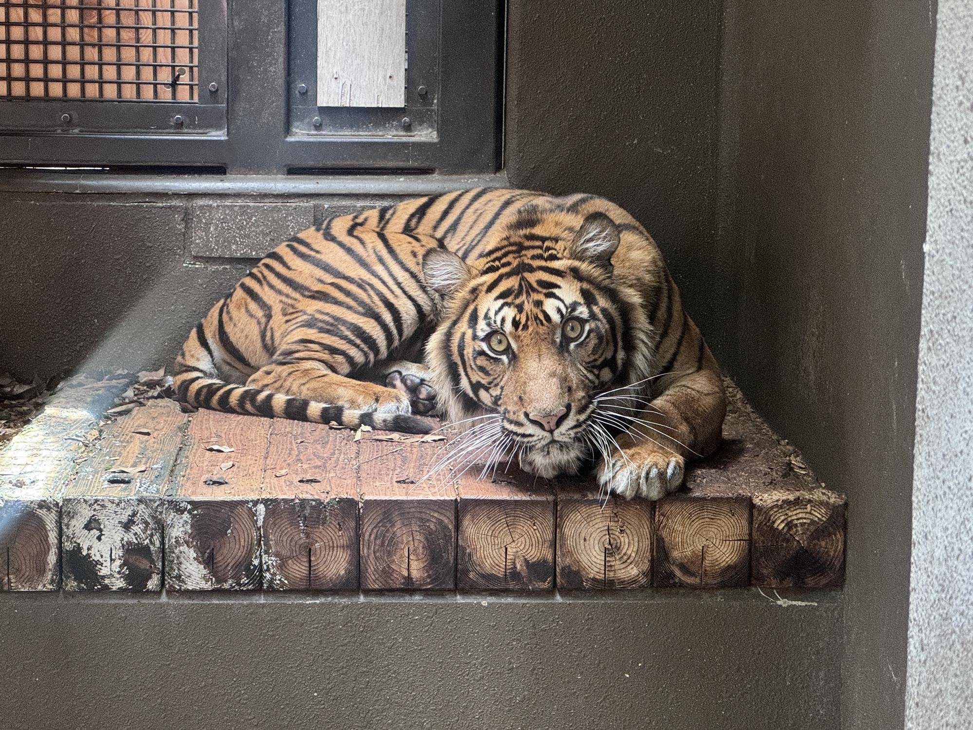 スマトラトラ来園！🐯の写真