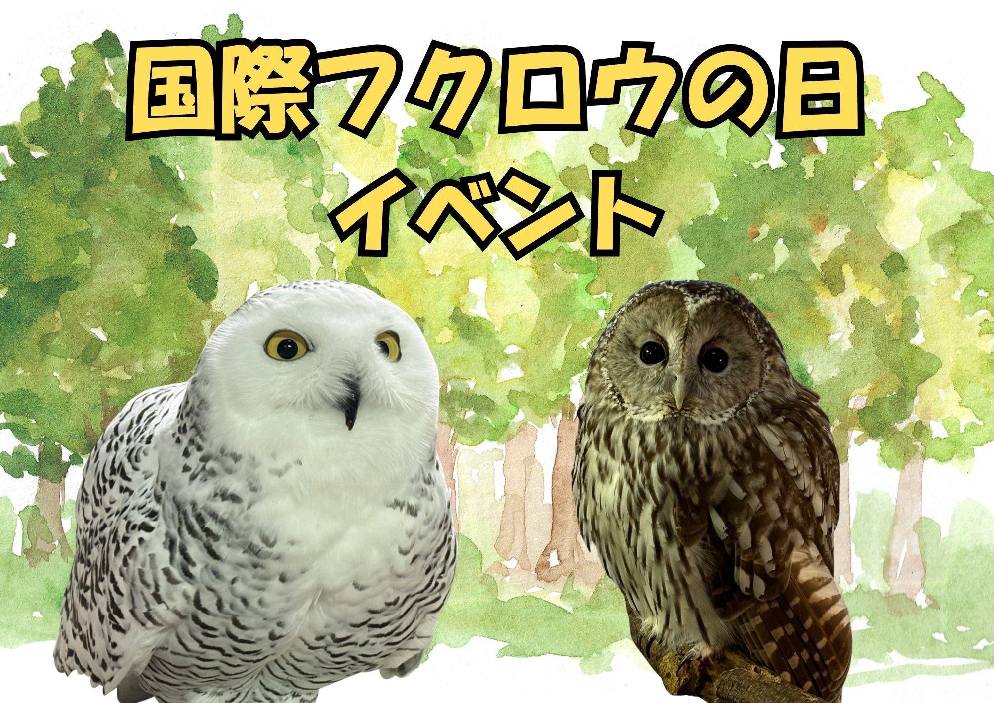「国際フクロウの日イベント」を実施しますの写真