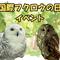 「国際フクロウの日イベント」を実施しますの画像