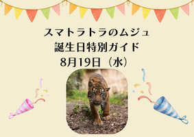 スマトラトラ　誕生日特別ガイドの画像