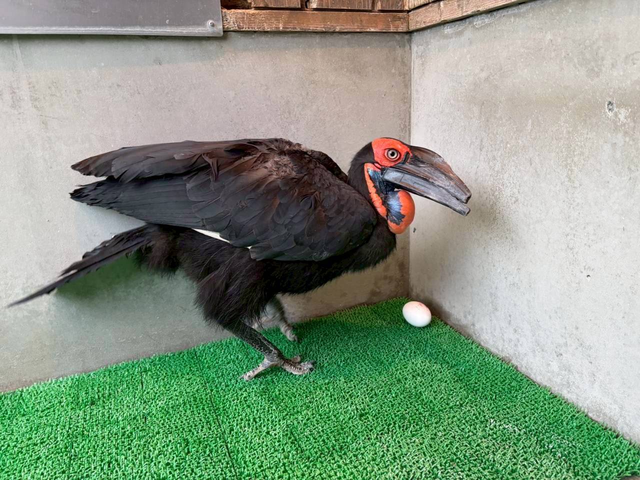 ミナミジサイチョウの卵殻標本を作りましたの写真