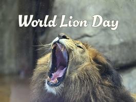 「世界ライオンの日」イベントを開催しますの画像