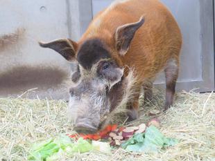アカカワイノシシの食べ物と歯