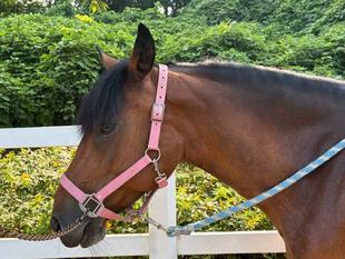 馬の耳はよくしゃべる？？？