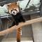 レッサーパンダ　成長記２２の画像