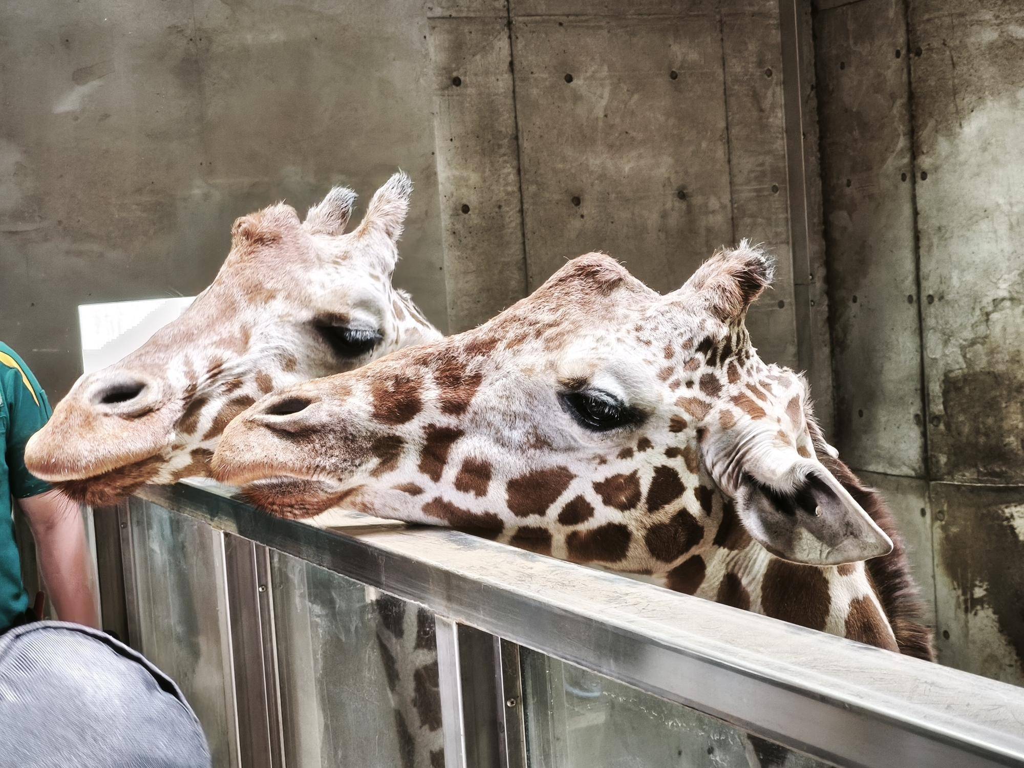 「世界キリンの日」ありがとうございました～🦒の写真
