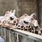 「世界キリンの日」ありがとうございました～🦒の画像