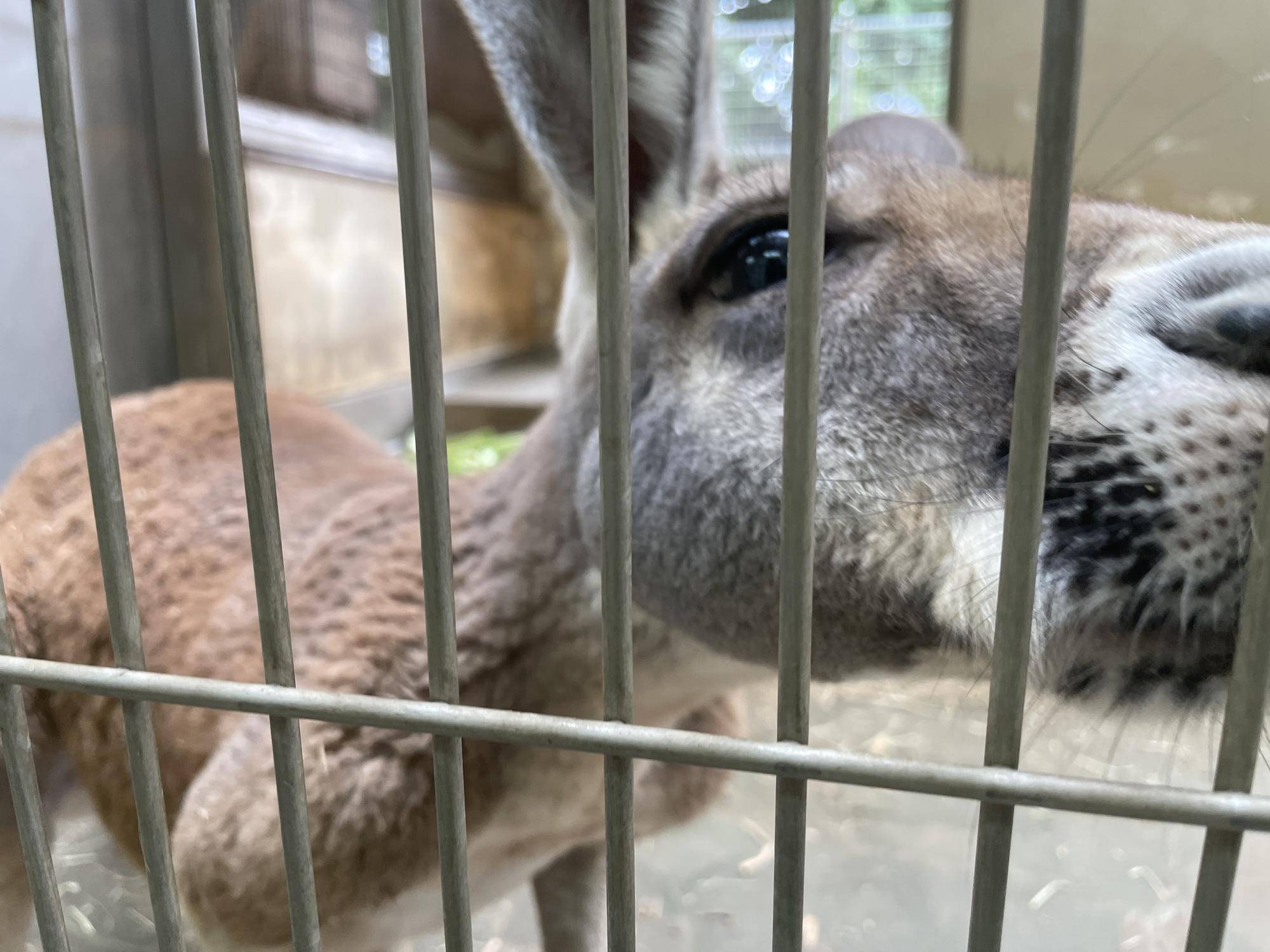 カンガルーから2つのお知らせの写真
