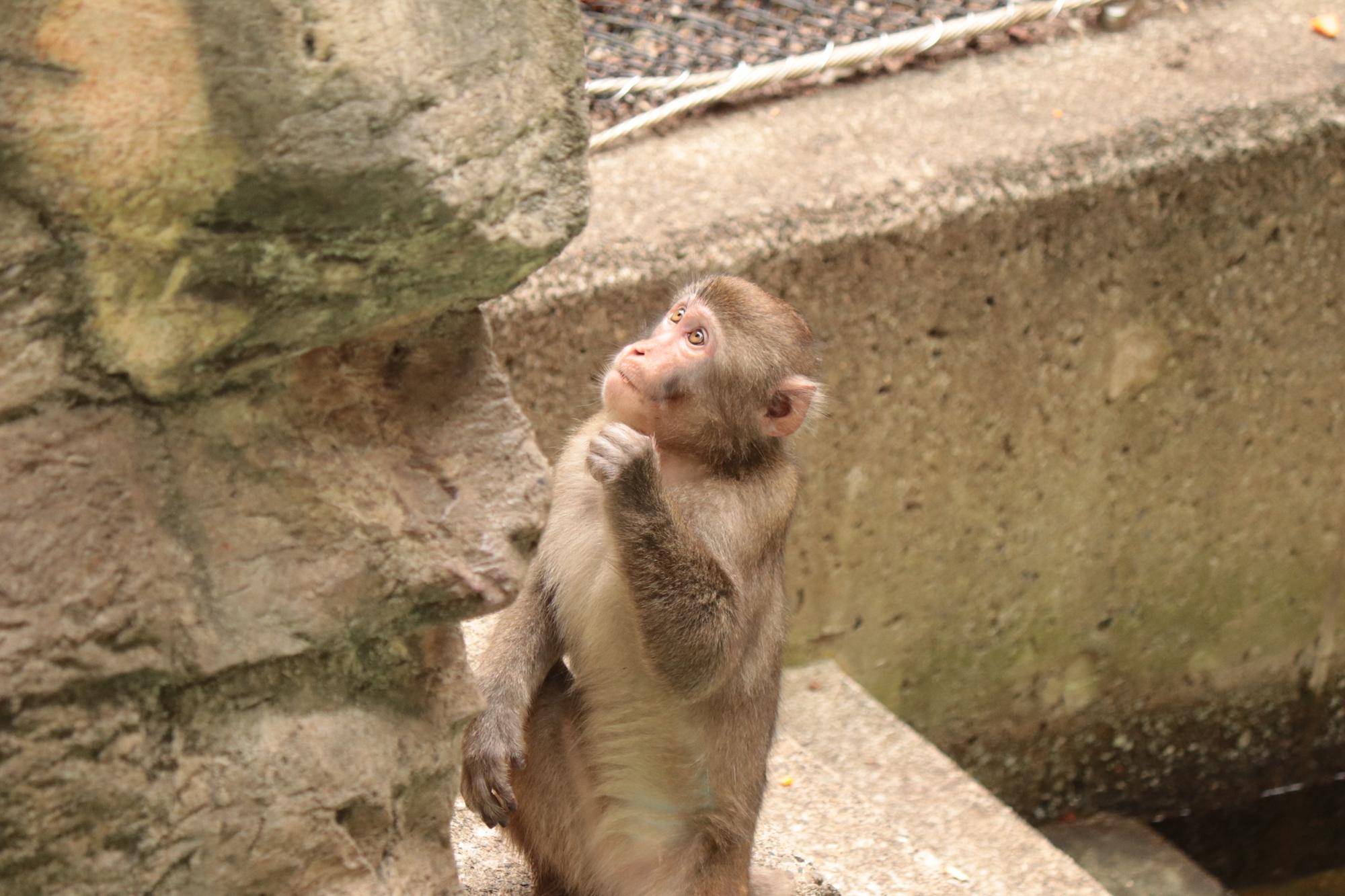 見つけてくだサル？ニホンザル🐵（7月）の写真