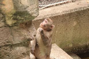 見つけてくだサル？ニホンザル🐵（7月）