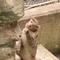 見つけてくだサル？ニホンザル🐵（7月）の画像