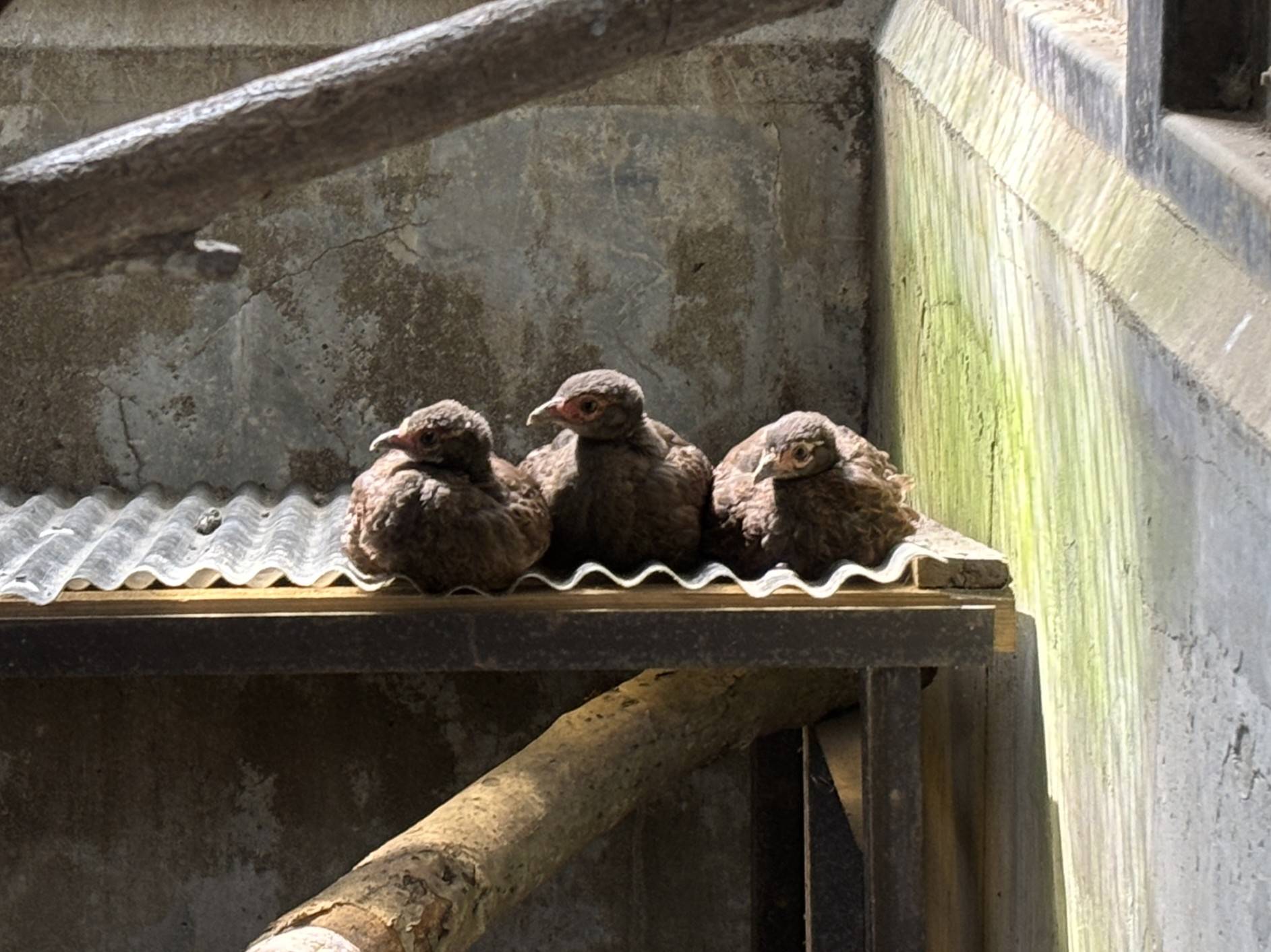 🐥ベトナムキジのヒナたちの成長記録🐥の写真