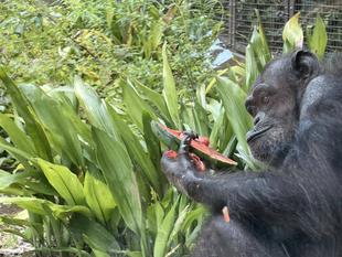 チンパンジーに旬のおやつをプレゼント（7月：スイカ）