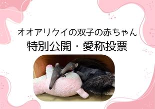 【8/9更新】オオアリクイの双子の赤ちゃん　特別公開と愛称投票について