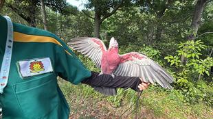 鳥たちに願いを込めて～ミナミジサイチョウ・インコ・オウム編 ～