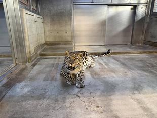 アムールヒョウ　トライの誕生日