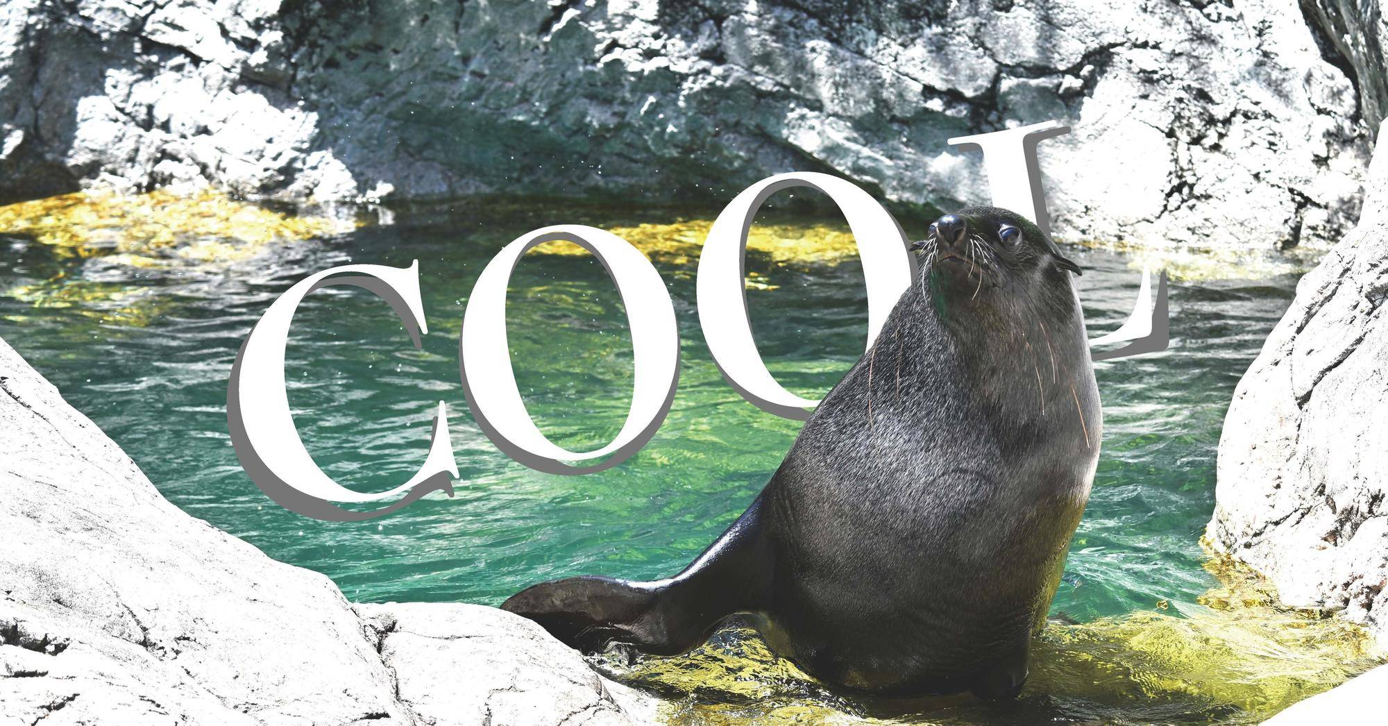 2026年ひんやり情報🐧✨の写真