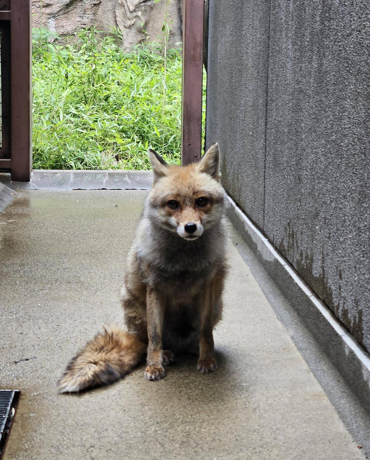 タヌキツ近況ブログ♪13|飼育日誌｜ブログ|よこはま動物園ズーラシア