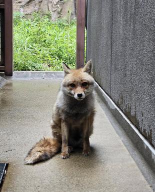タヌキツ近況ブログ♪13