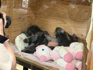 オオアリクイ双子通信　事前申し込み制による公開が始まりました