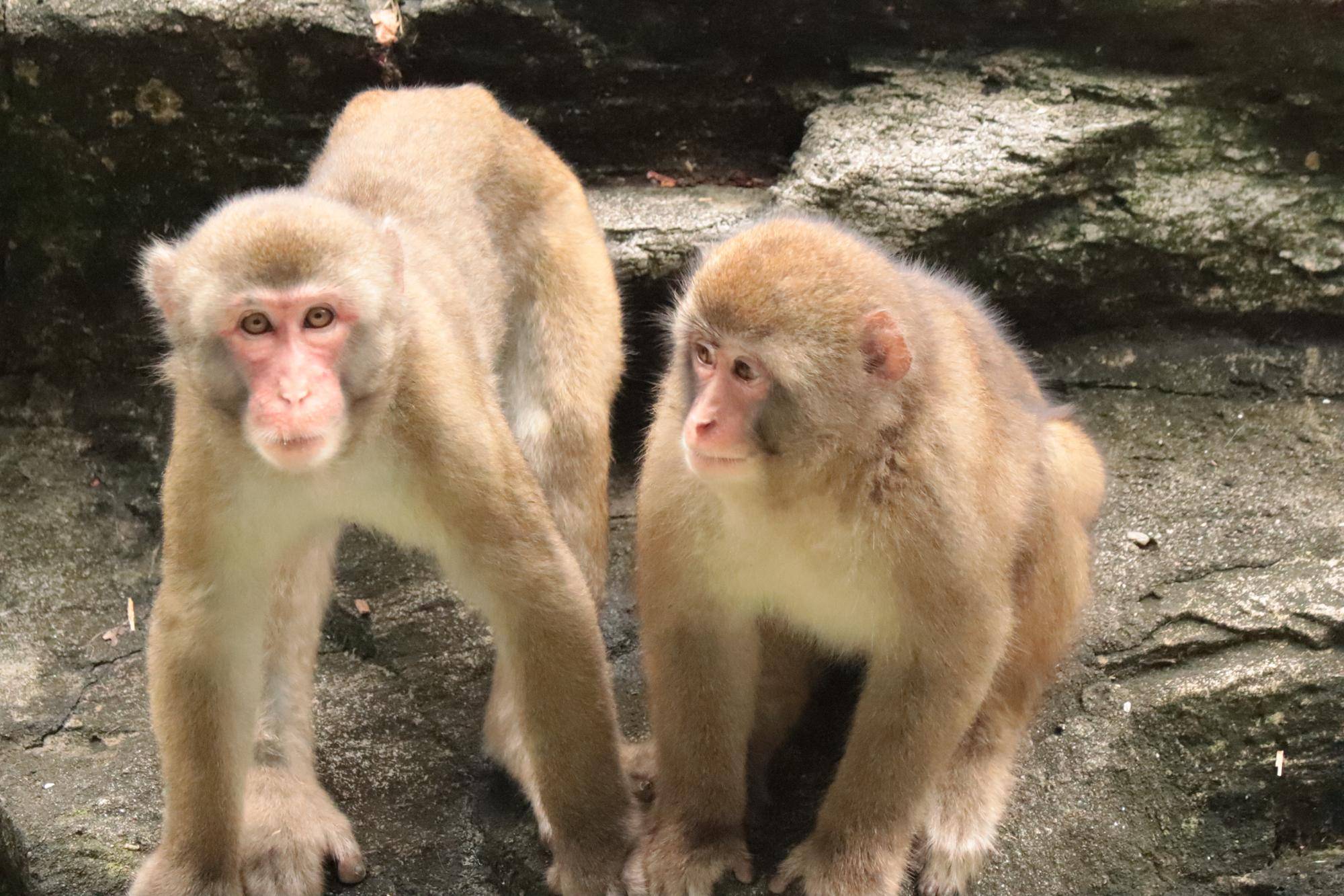 見つけてくだサル？ニホンザル🐵（8月）の写真