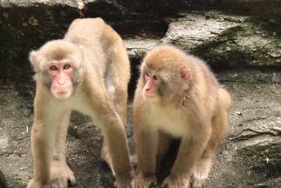 見つけてくだサル？ニホンザル🐵（8月）