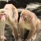見つけてくだサル？ニホンザル🐵（8月）の画像