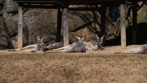 アカカンガルー.jpg