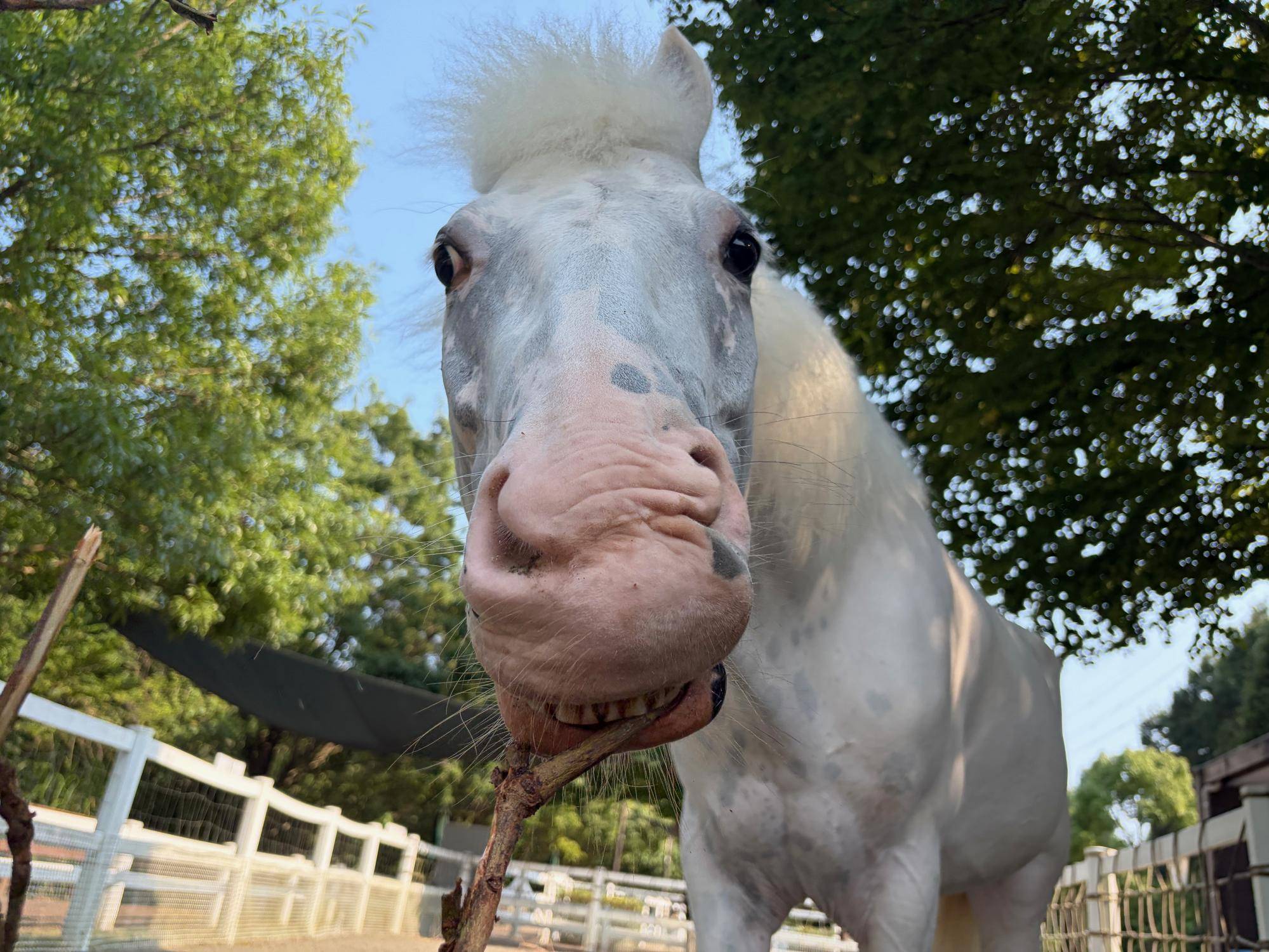 動物のあしもとの写真